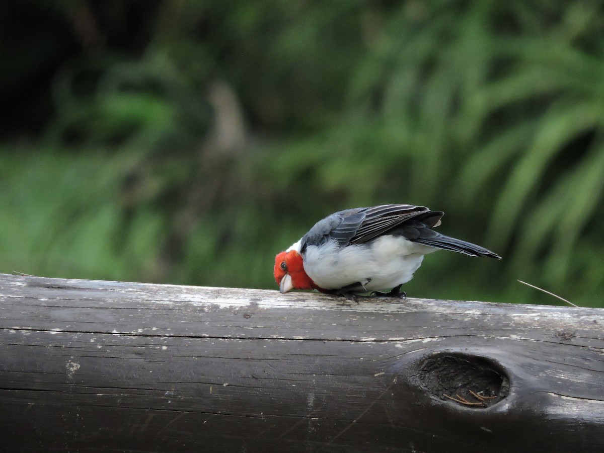 Red-crested Cardinal - ML620152016
