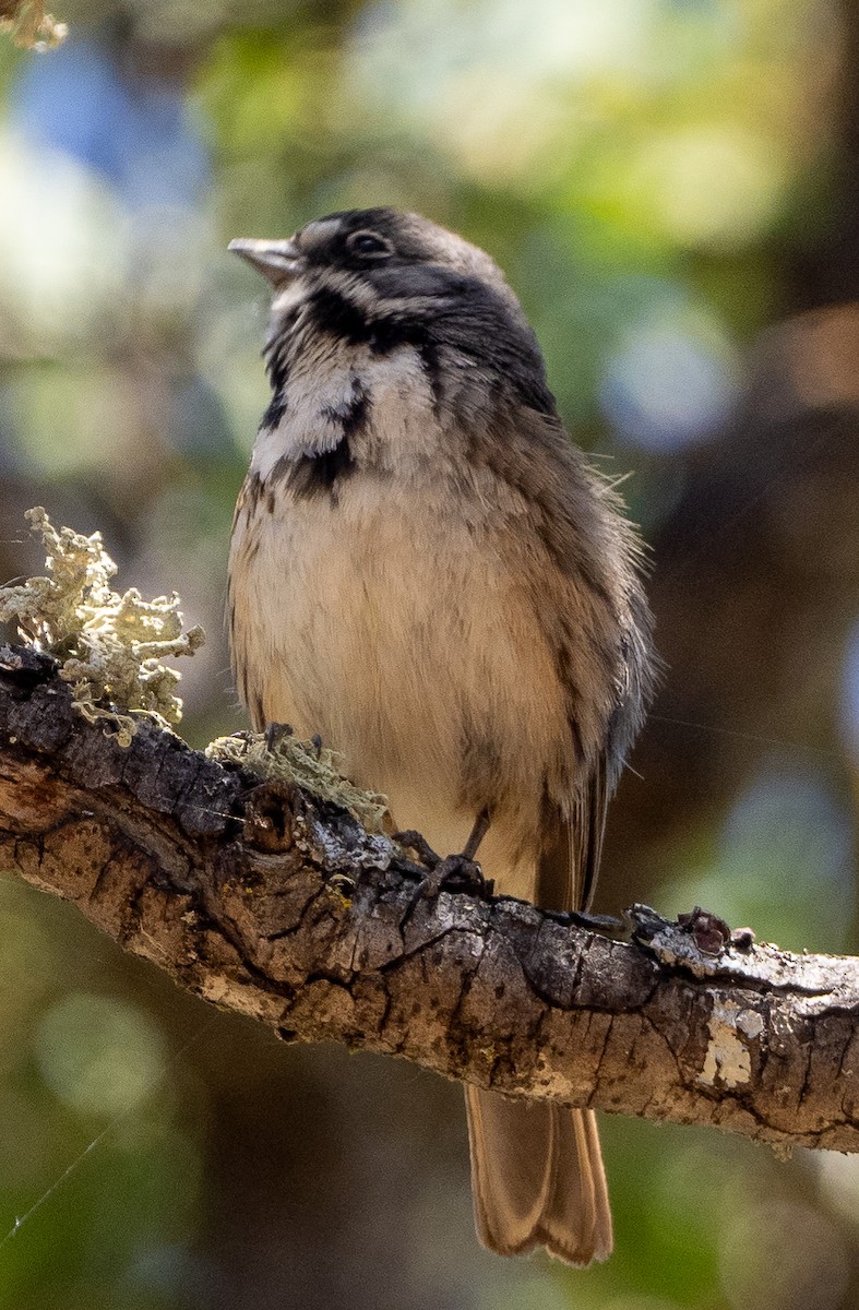 Bell's Sparrow - ML620152020