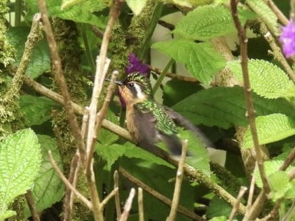 kolibřík fialovohrdlý - ML620152023