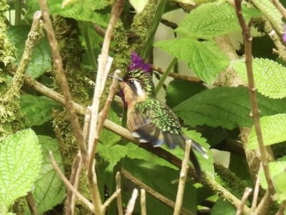 kolibřík fialovohrdlý - ML620152024