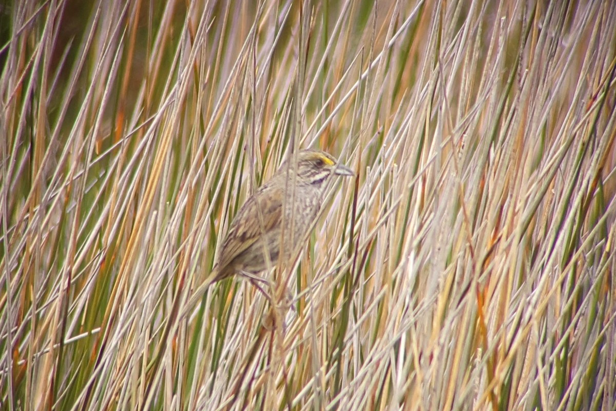 Seaside Sparrow - ML620152025