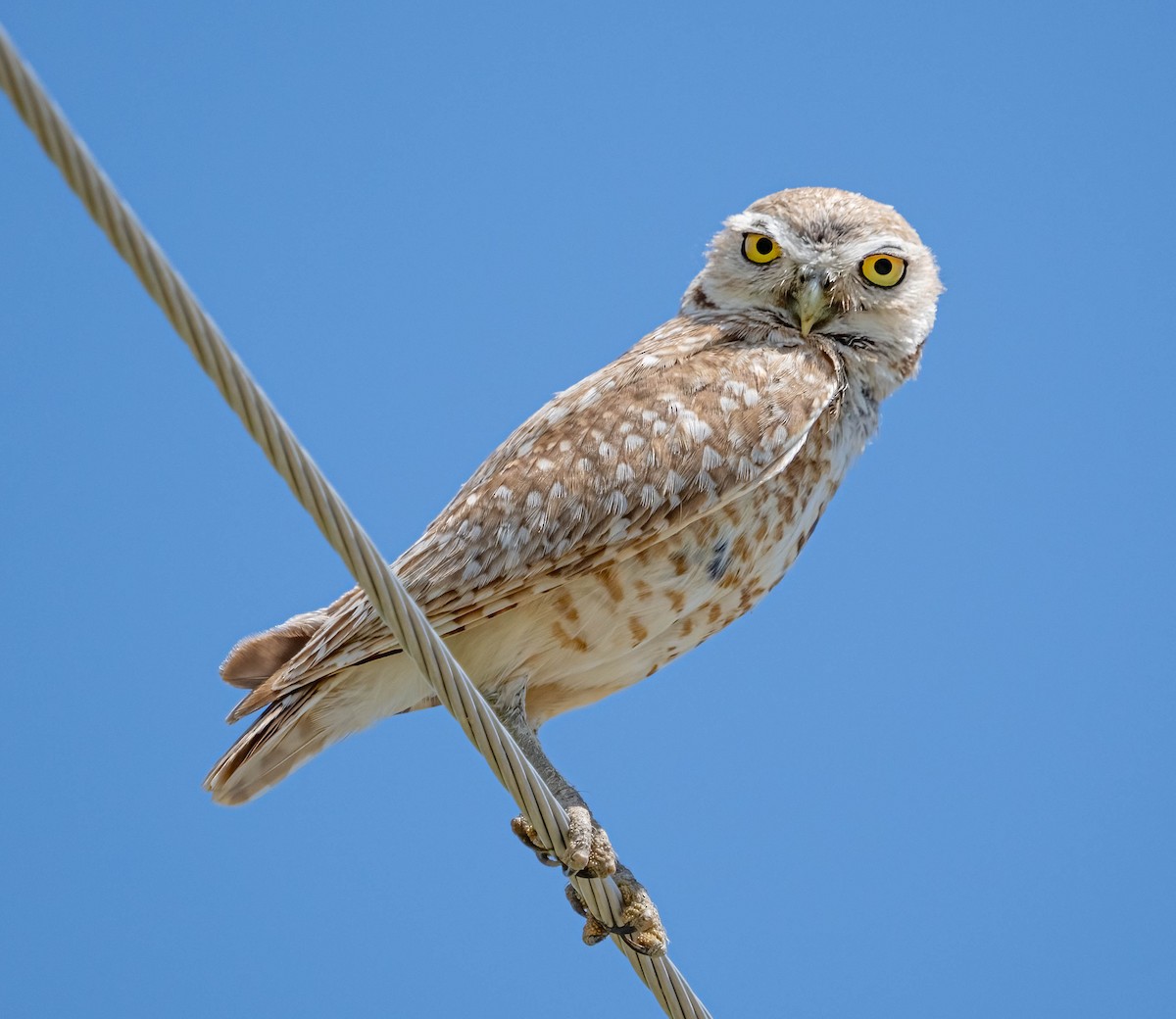 Burrowing Owl - ML620152036
