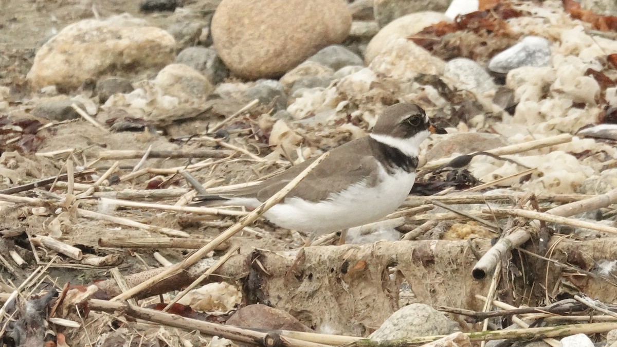 Semipalmated Plover - ML620152051