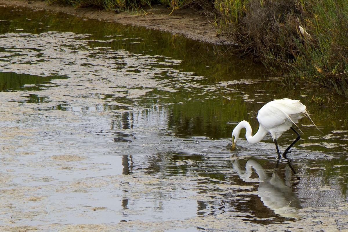 Great Egret - ML620152055