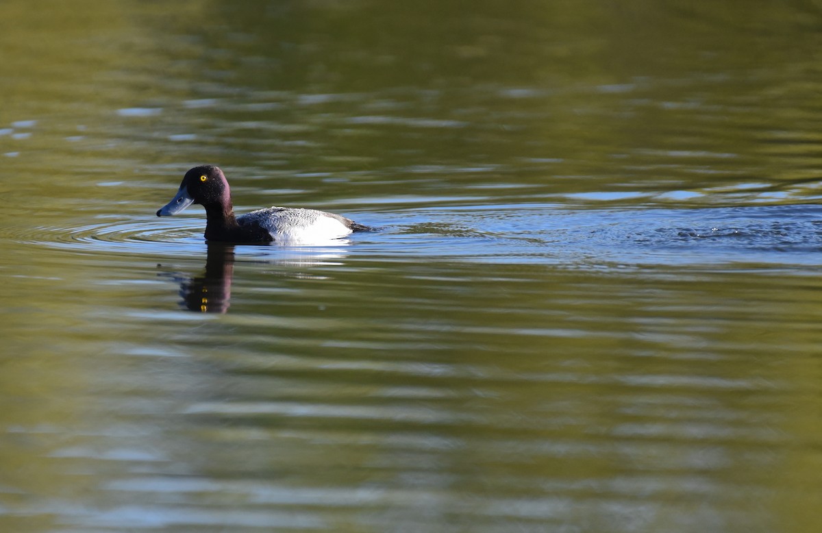 Greater Scaup - ML620152056