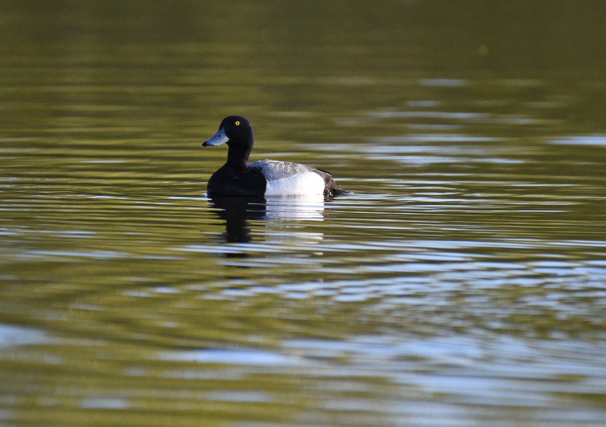 Greater Scaup - ML620152057