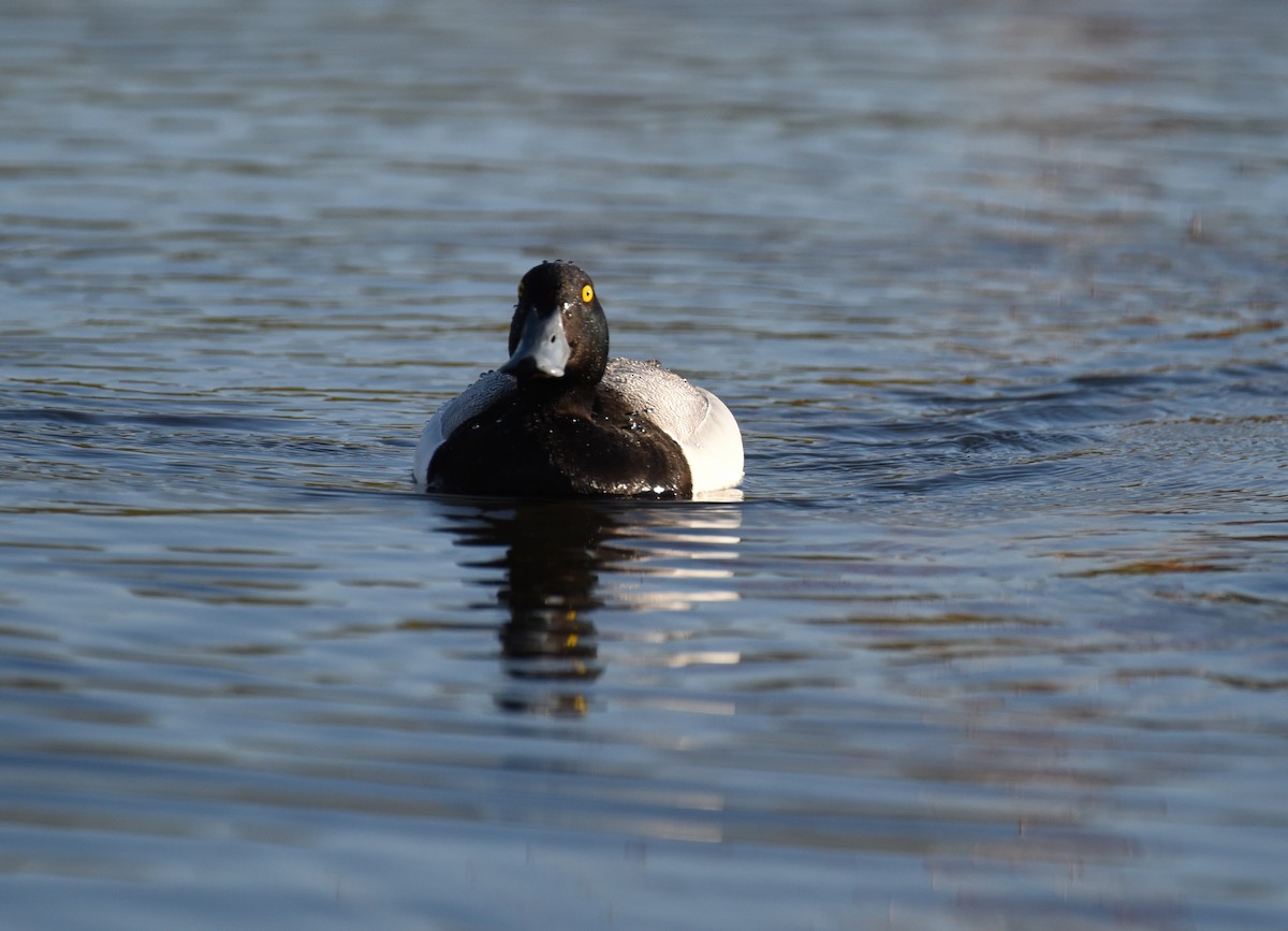 Greater Scaup - ML620152058