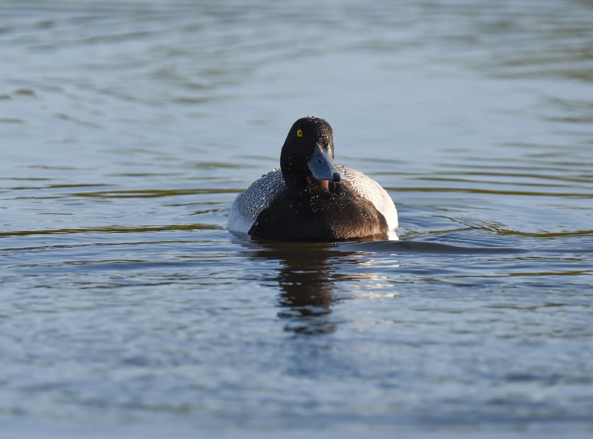 Greater Scaup - ML620152059