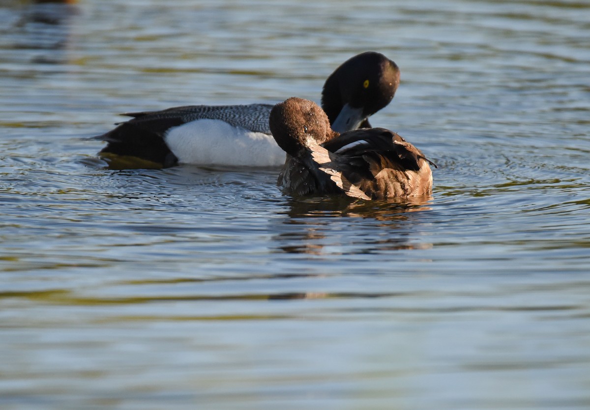 Greater Scaup - ML620152060