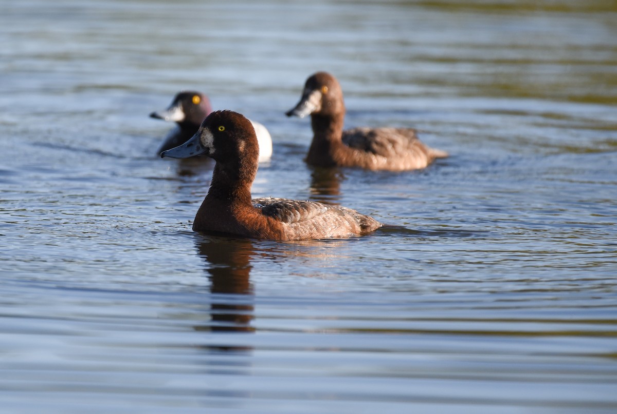 Greater Scaup - ML620152061