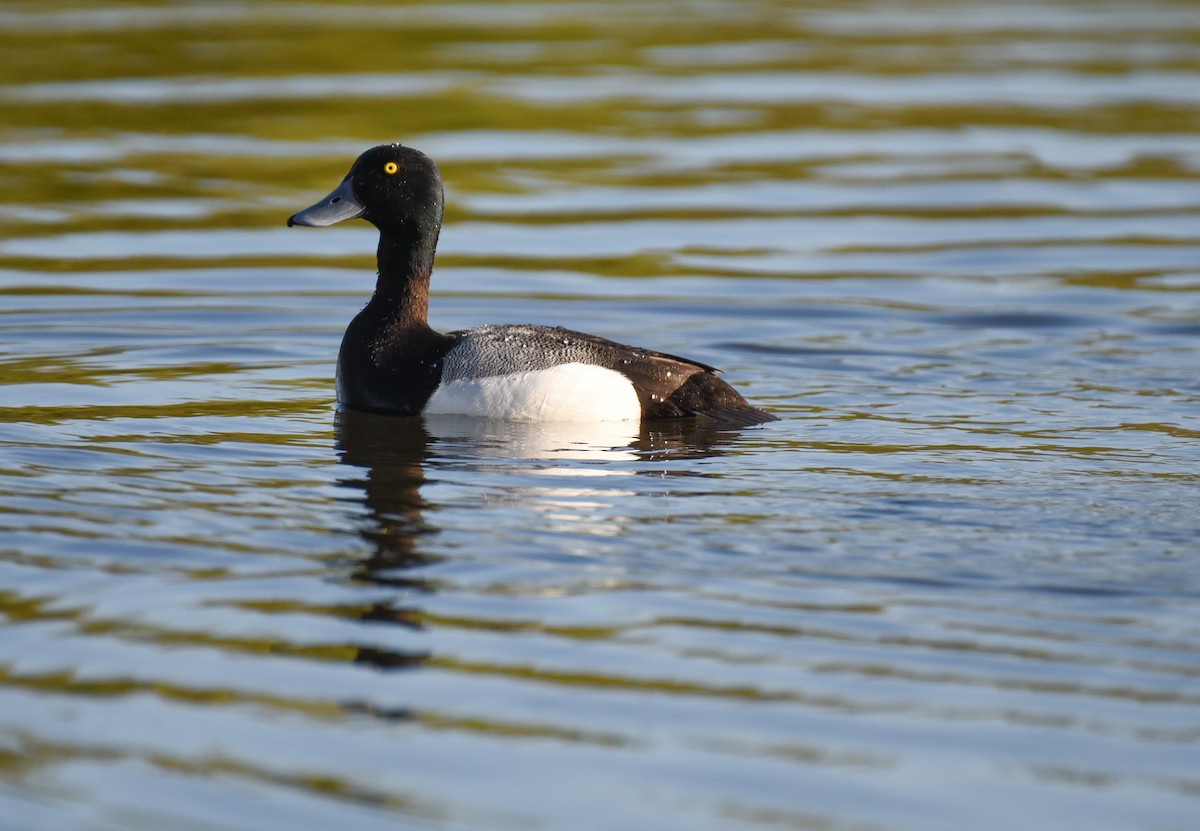 Greater Scaup - ML620152062