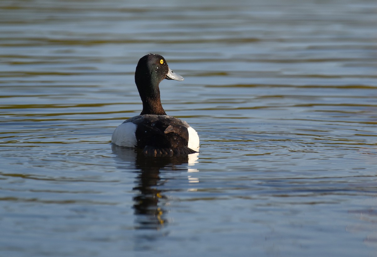 Greater Scaup - ML620152063