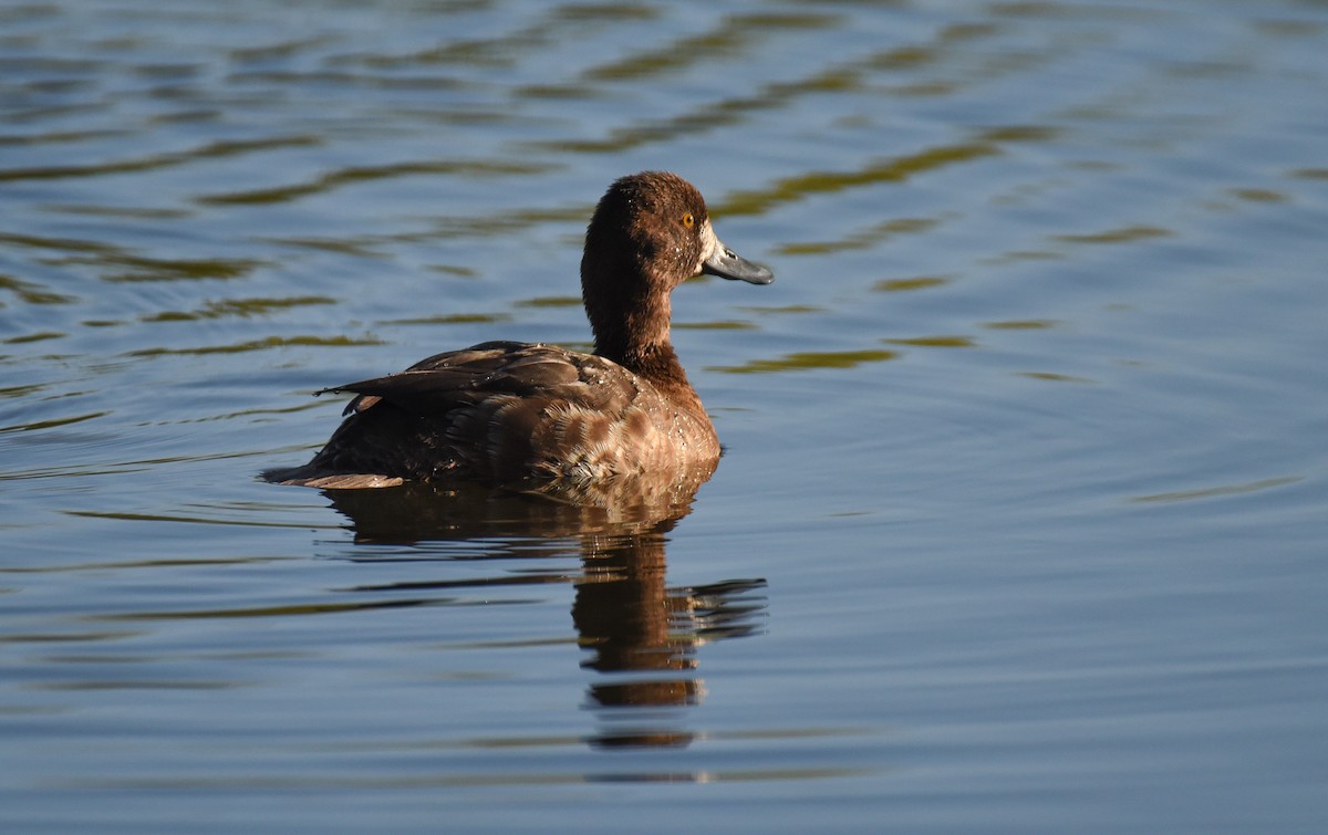 Greater Scaup - ML620152064