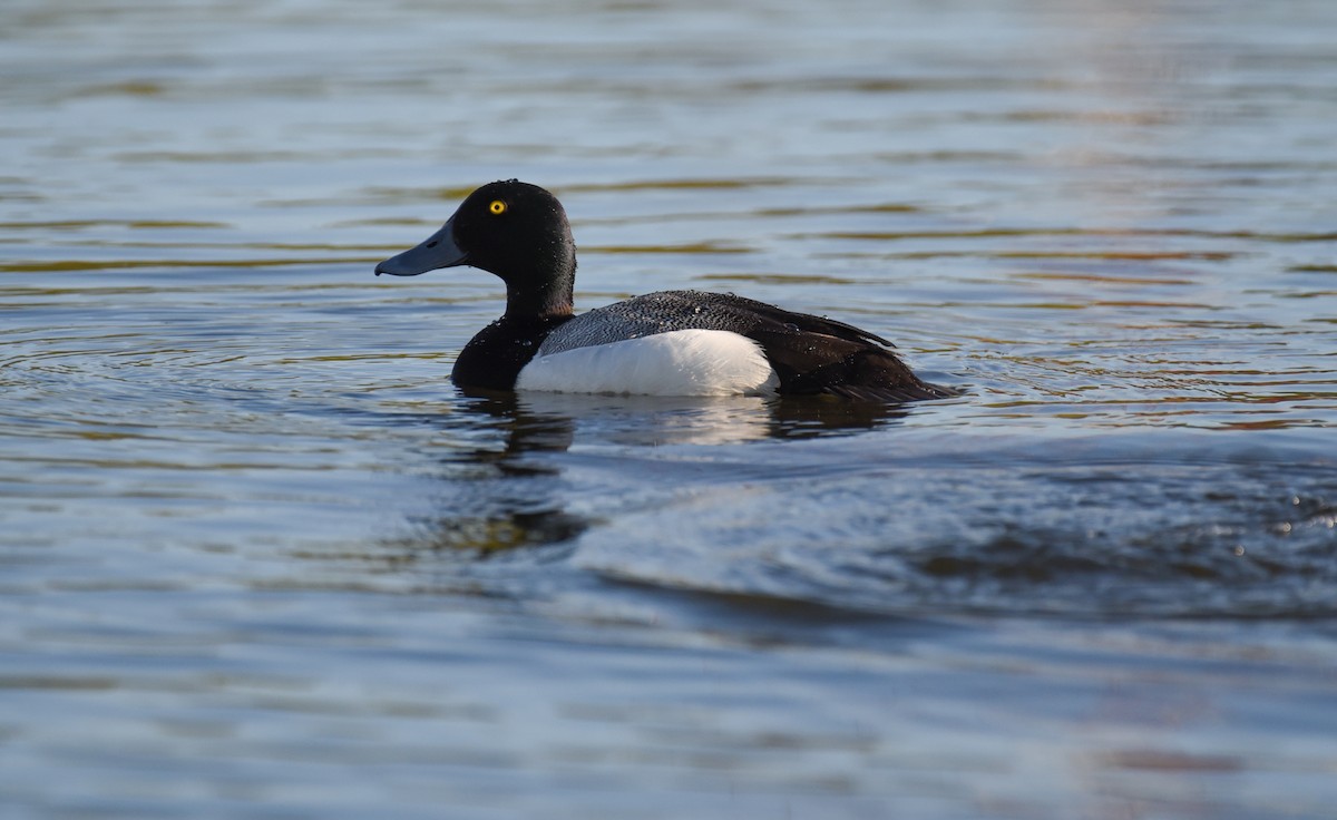 Greater Scaup - ML620152065