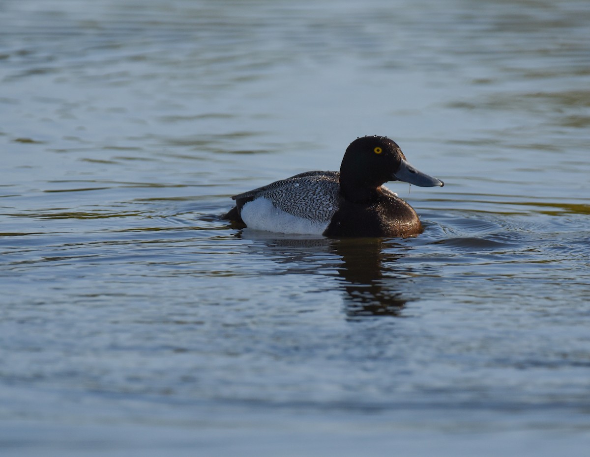 Greater Scaup - ML620152066