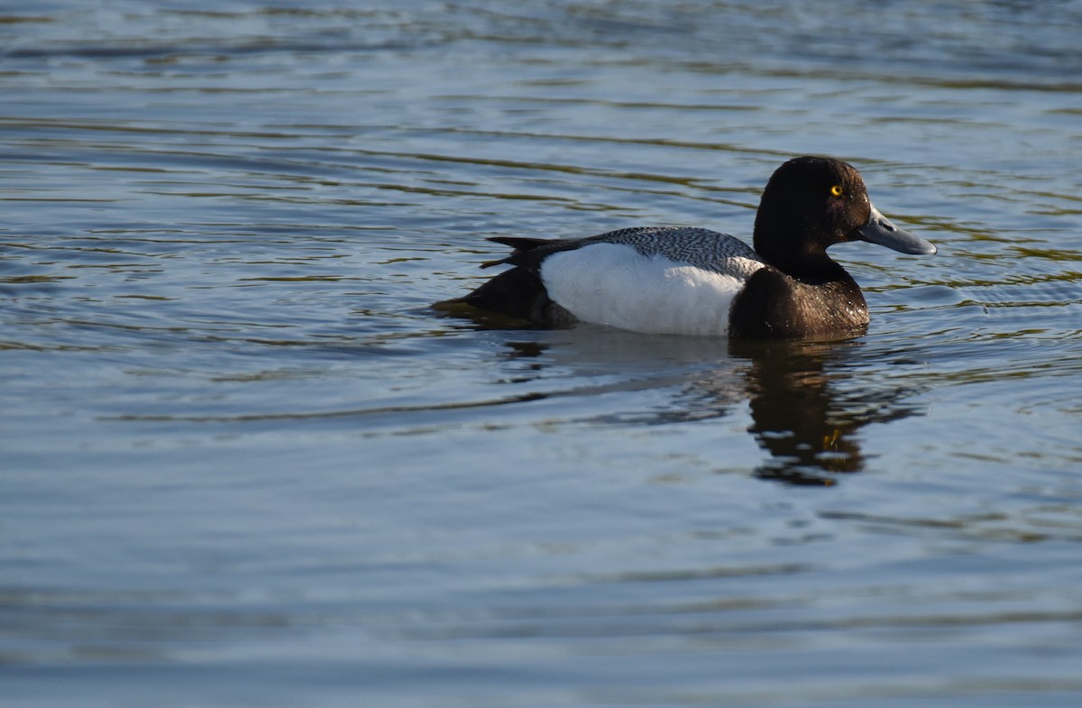 Greater Scaup - ML620152067