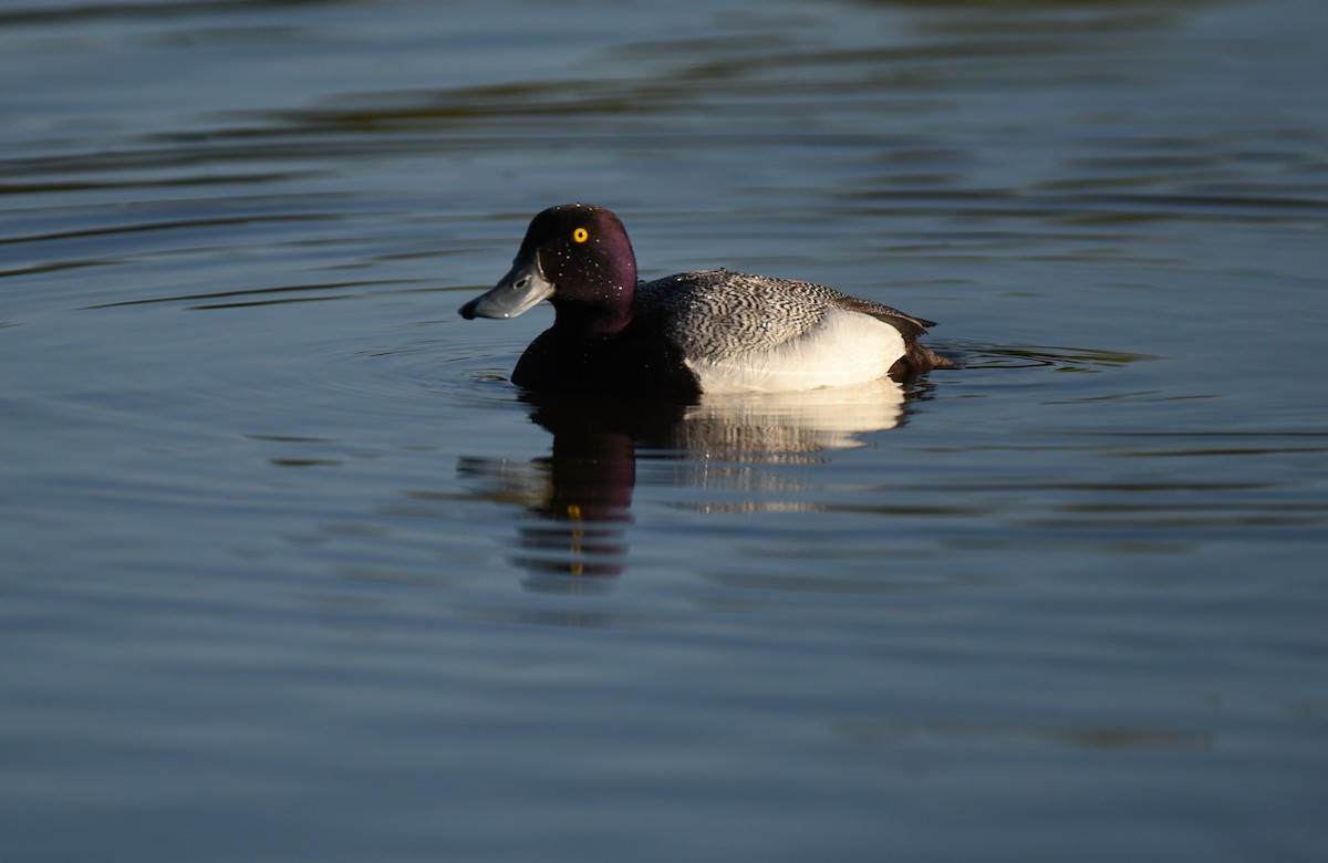 Greater Scaup - ML620152068