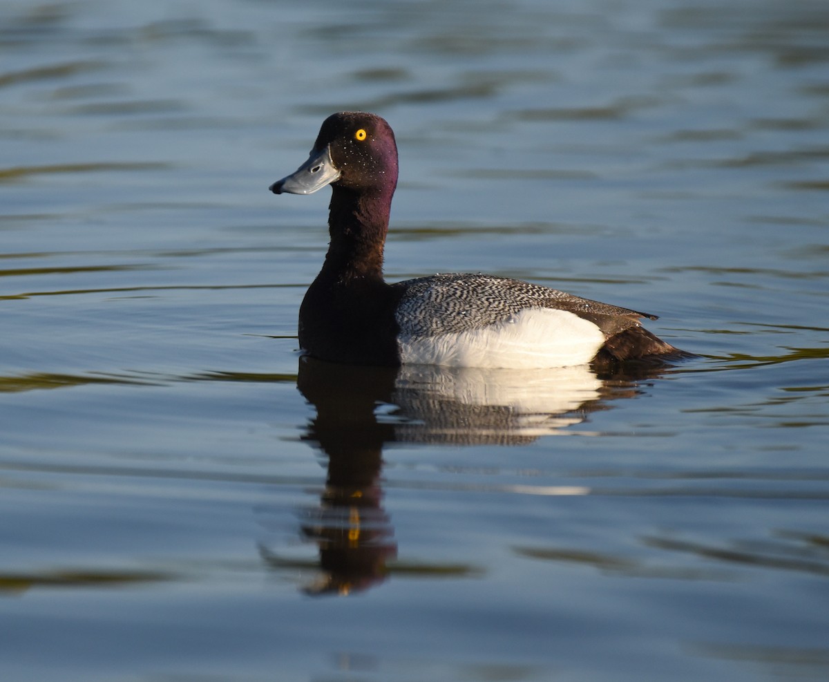 Greater Scaup - ML620152069
