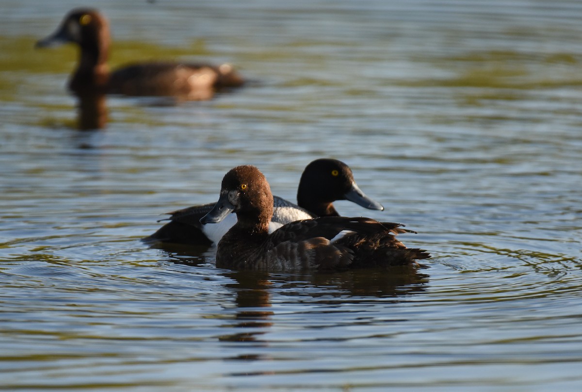 Greater Scaup - ML620152070
