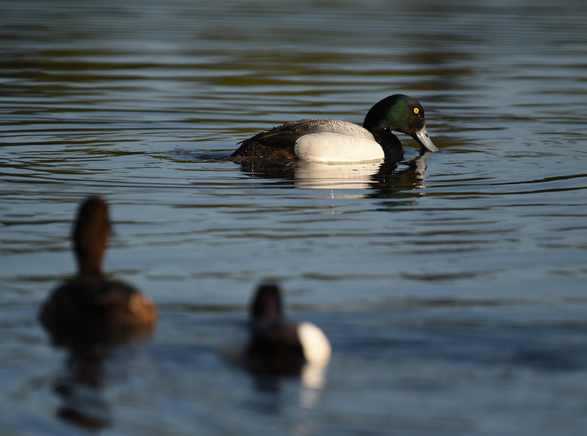 Greater Scaup - ML620152071