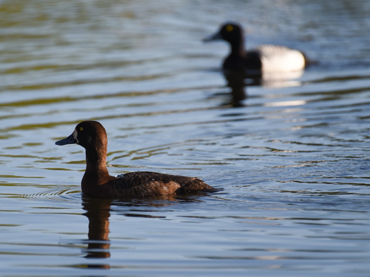 Greater Scaup - ML620152072