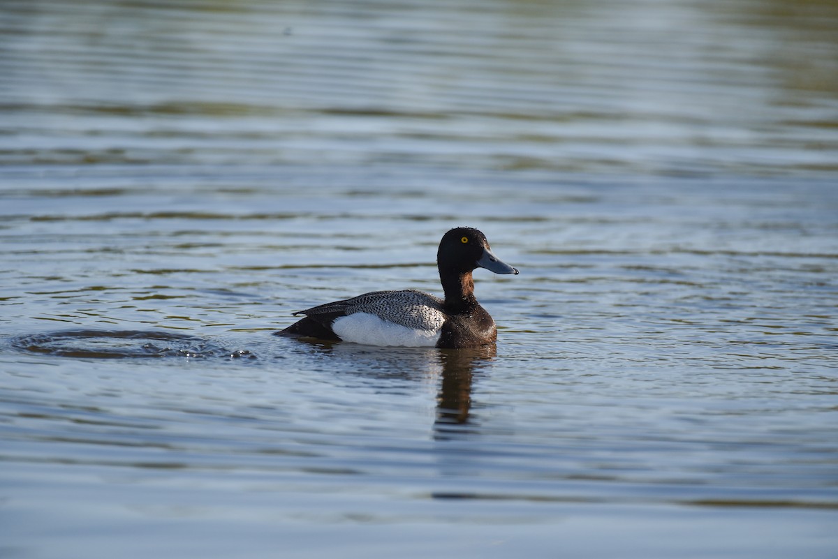 Greater Scaup - ML620152073