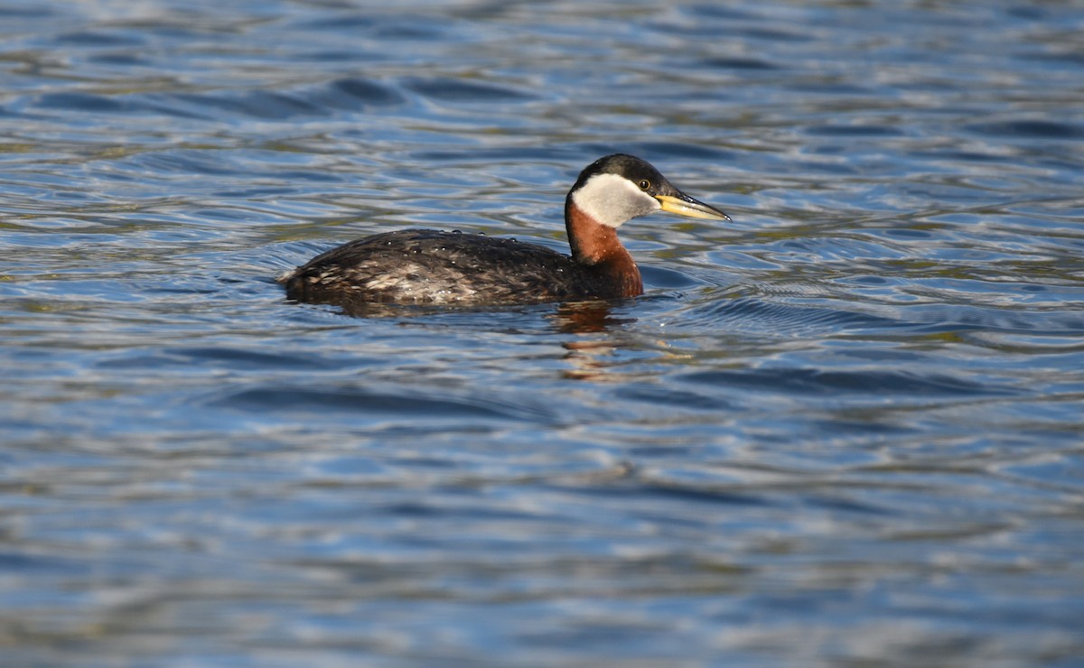 Red-necked Grebe - ML620152079