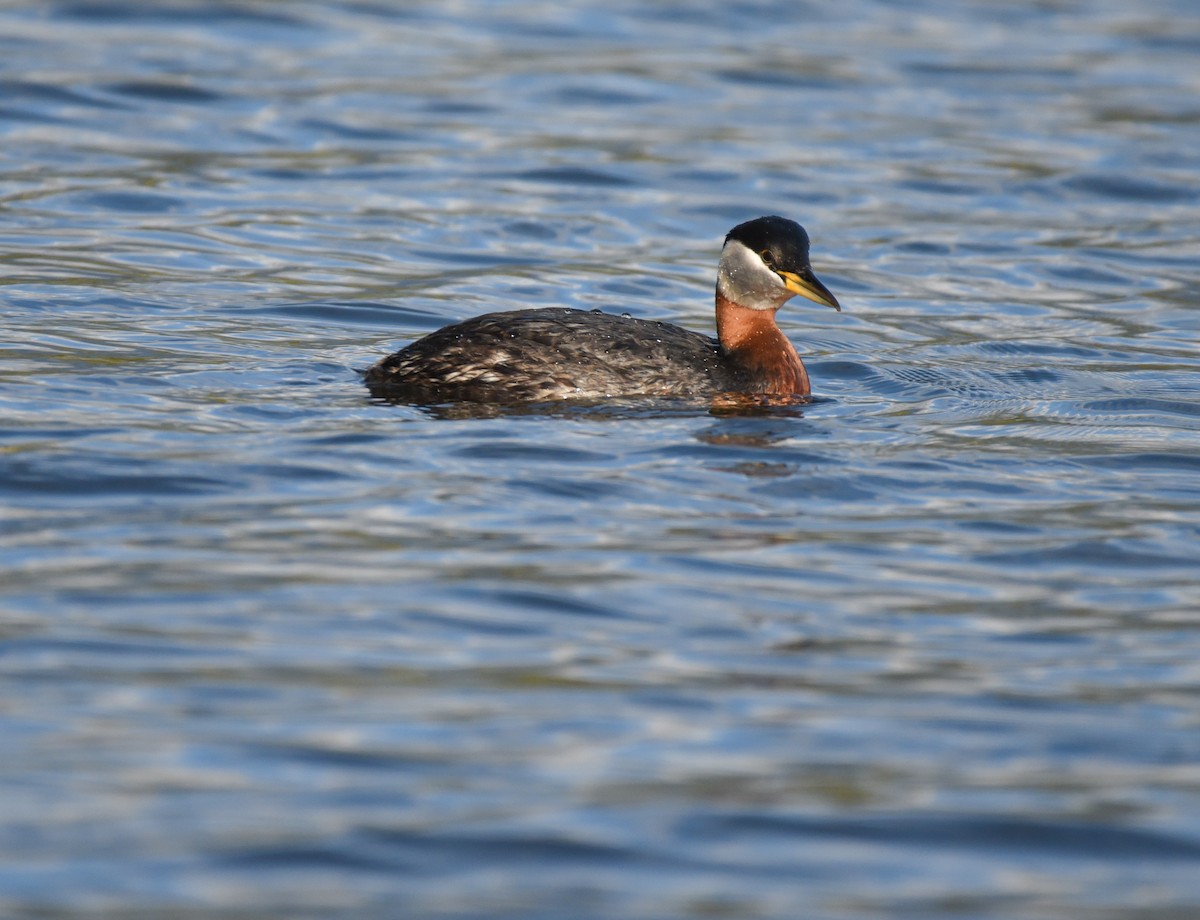 Red-necked Grebe - ML620152080