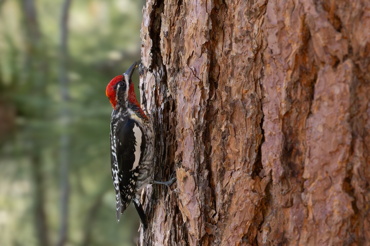 Red-naped x Red-breasted Sapsucker (hybrid) - ML620152083