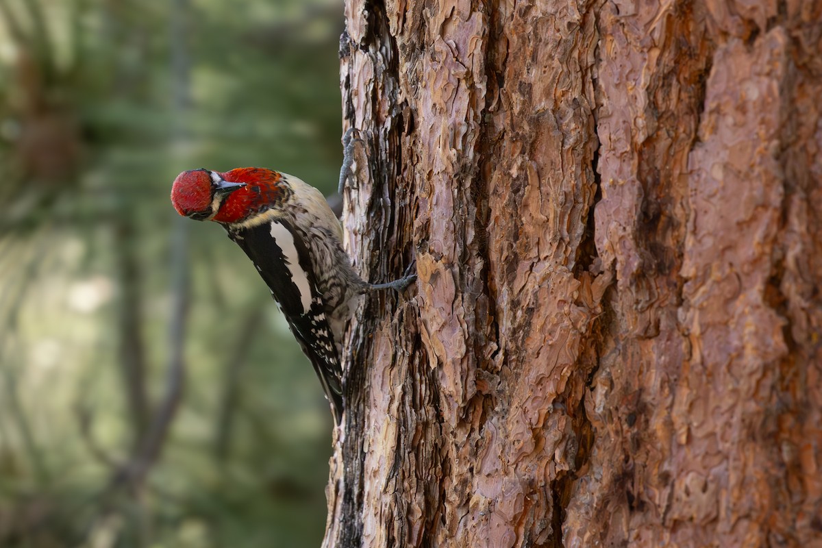 Red-naped x Red-breasted Sapsucker (hybrid) - ML620152084