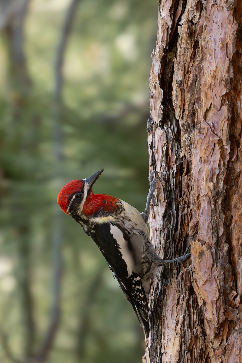 Red-naped x Red-breasted Sapsucker (hybrid) - ML620152085