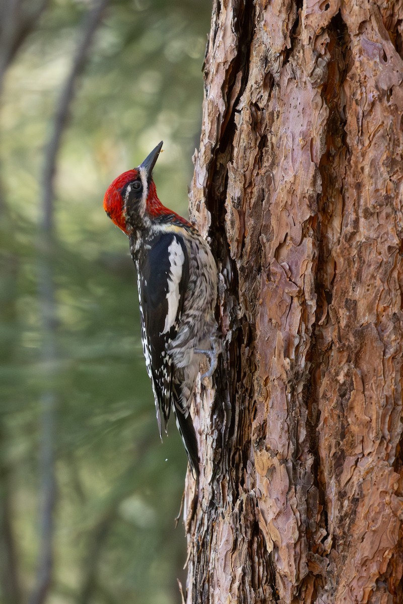 Red-naped x Red-breasted Sapsucker (hybrid) - ML620152086