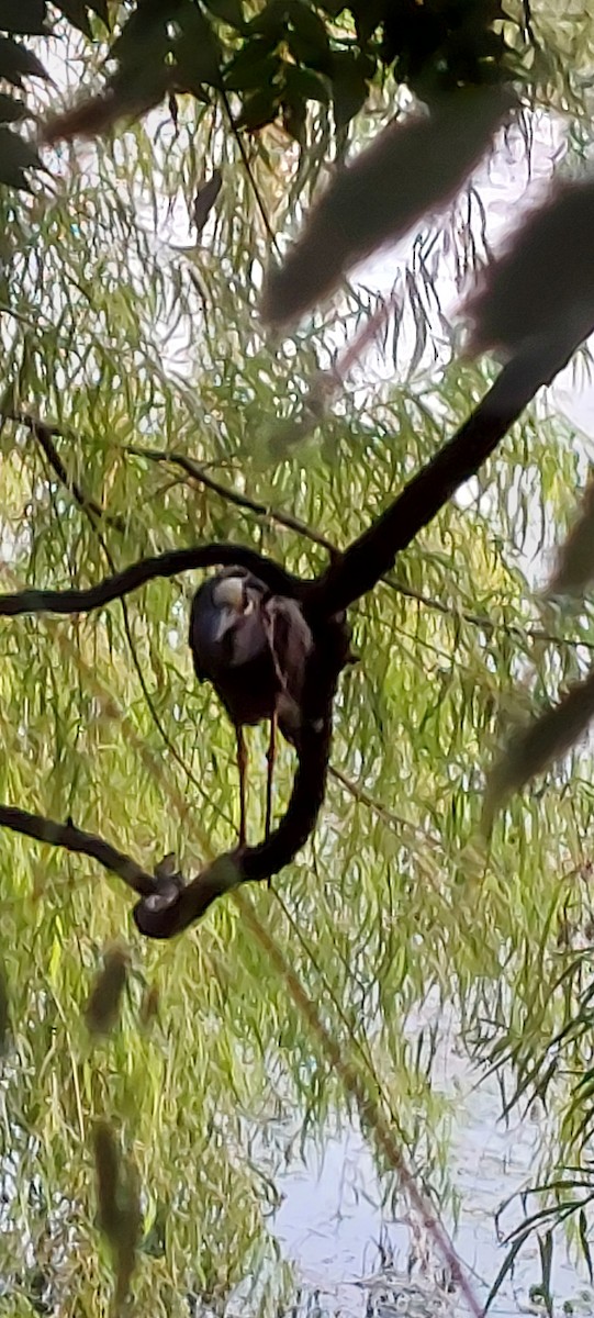 Yellow-crowned Night Heron - ML620152106