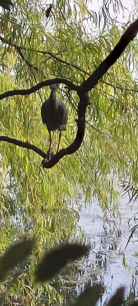 Yellow-crowned Night Heron - ML620152107