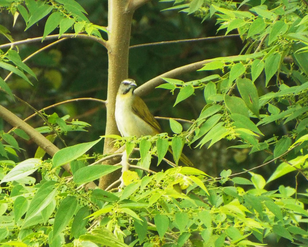 Buff-throated Saltator - ML620152109