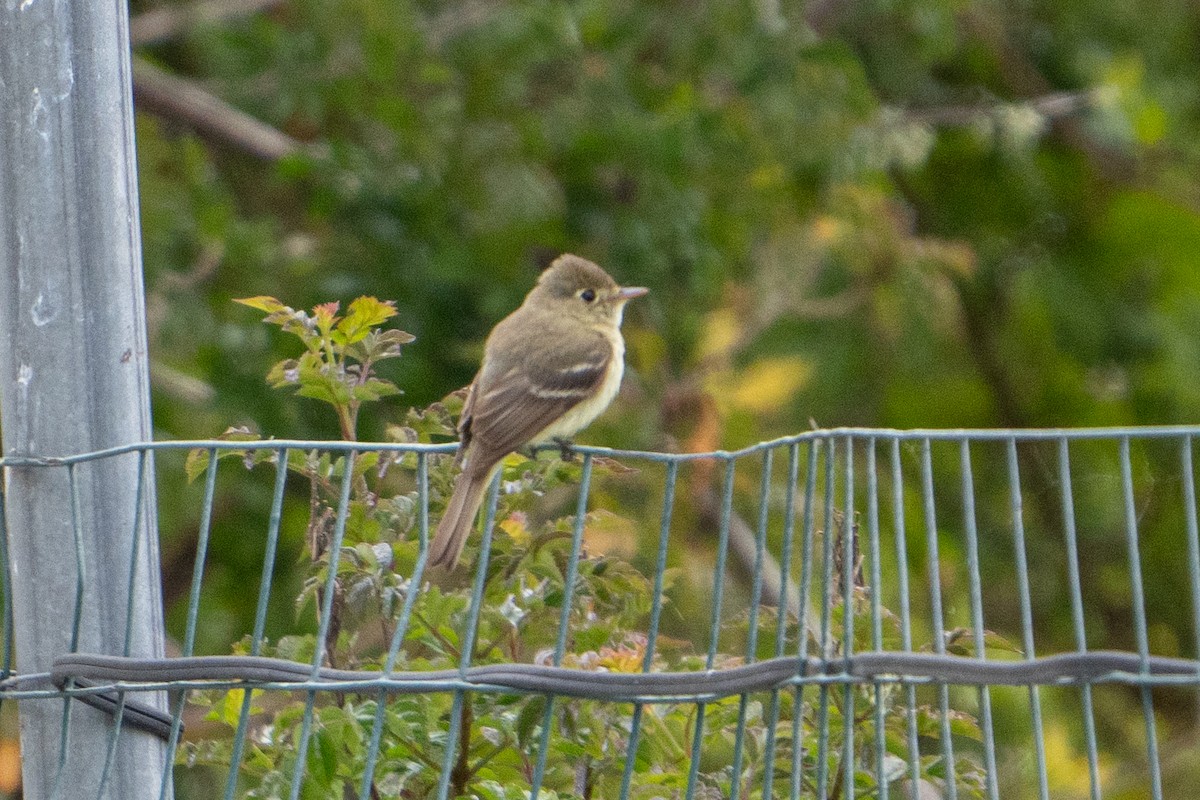 Western Flycatcher - ML620152123