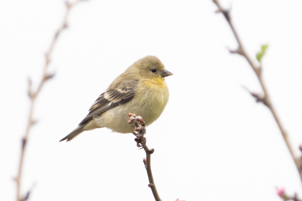 Lesser Goldfinch - ML620152124