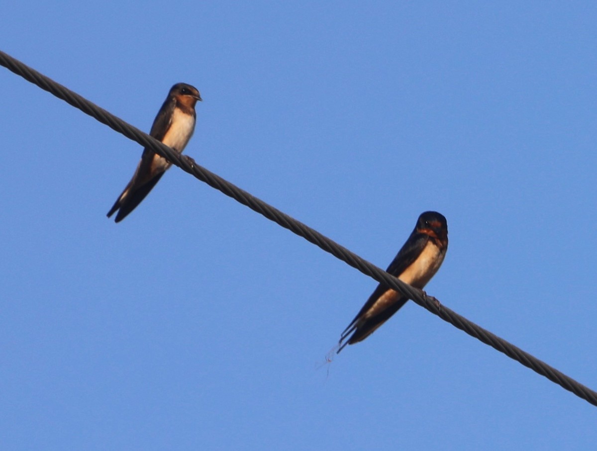 Barn Swallow - ML620152134