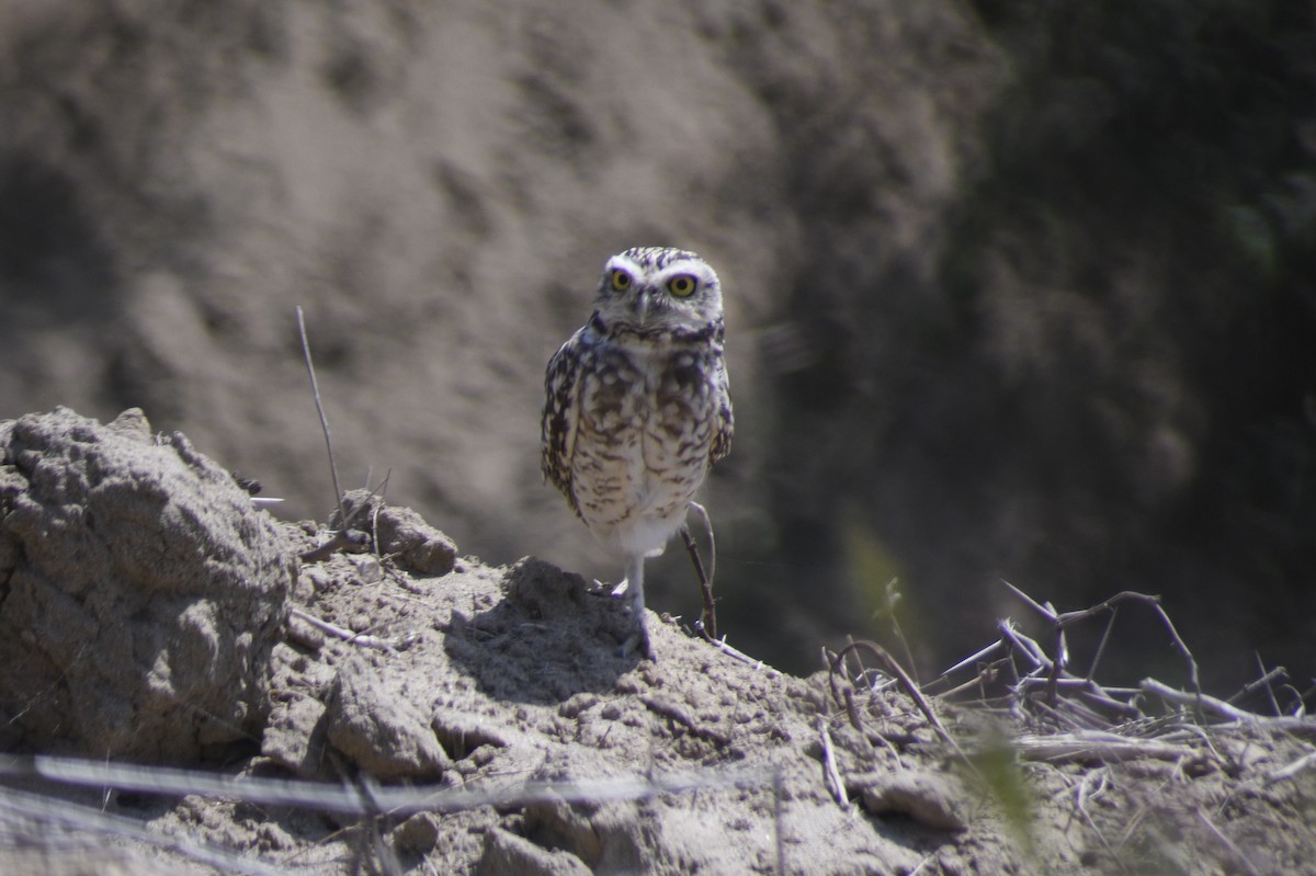Burrowing Owl - ML620152135