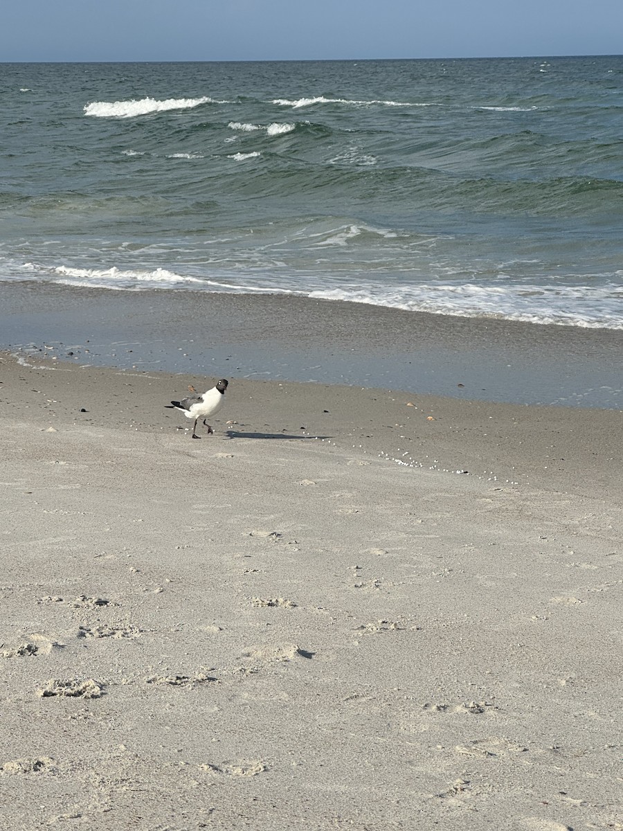 Laughing Gull - ML620152147