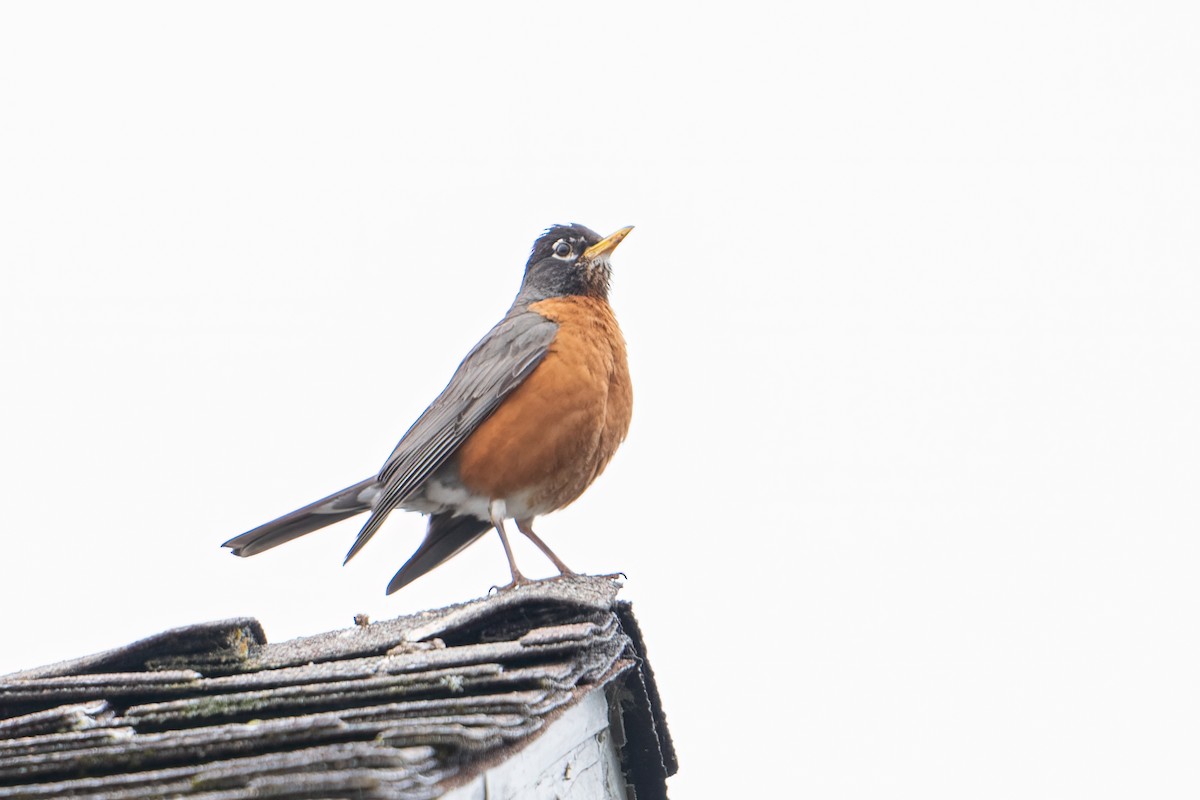 American Robin - ML620152149