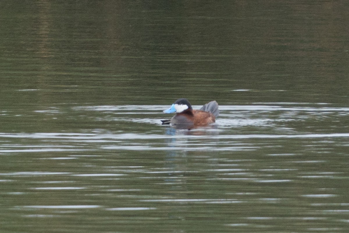 Ruddy Duck - ML620152171