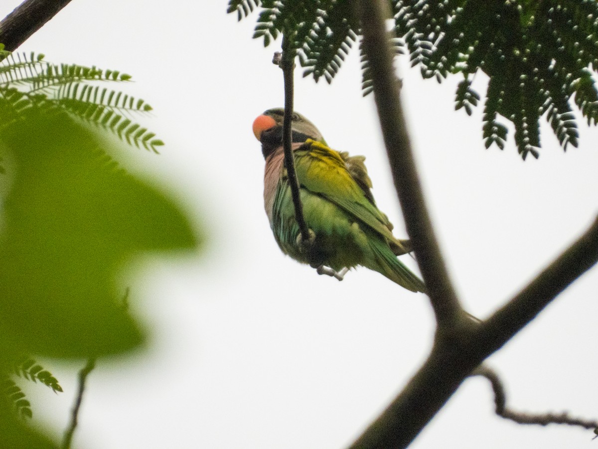 Red-breasted Parakeet - ML620152174
