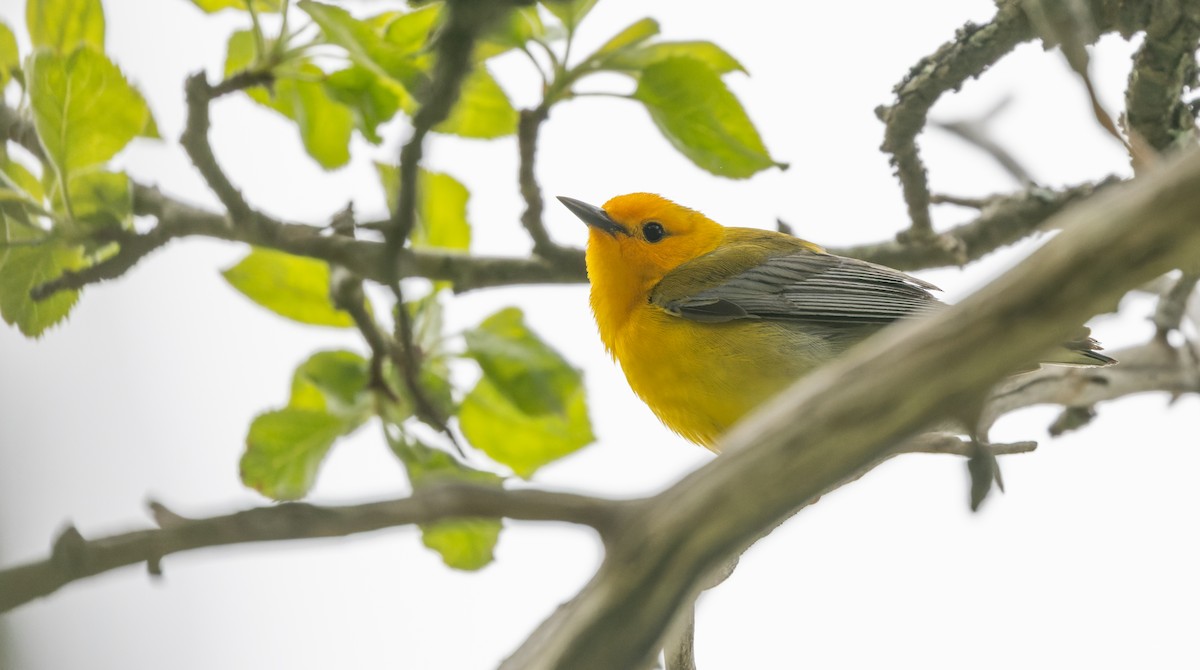 Prothonotary Warbler - ML620152179