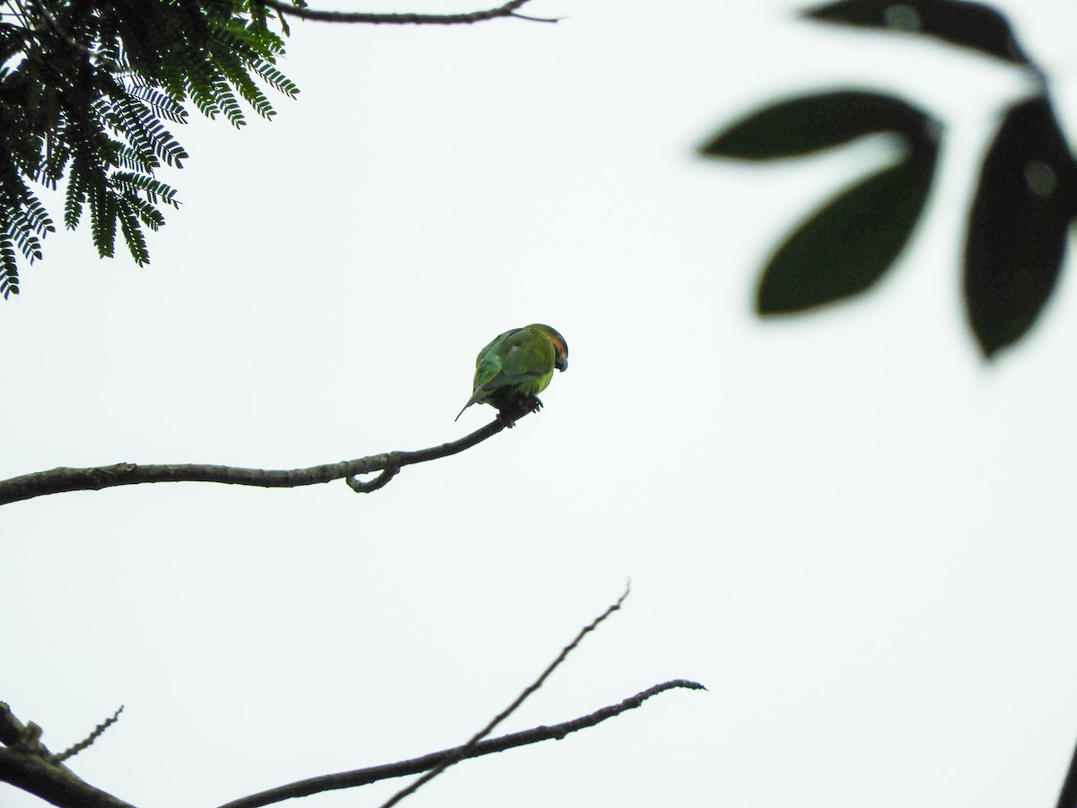 Uzun Kuyruklu Yeşil Papağan - ML620152181