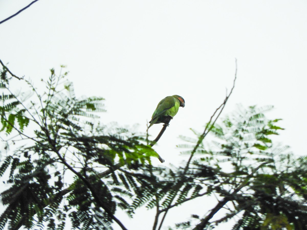 Uzun Kuyruklu Yeşil Papağan - ML620152182
