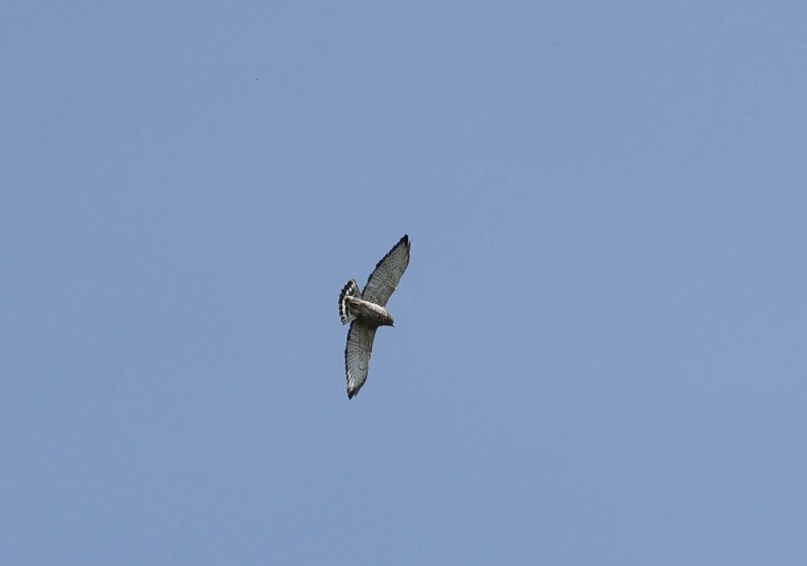 Broad-winged Hawk - ML620152186