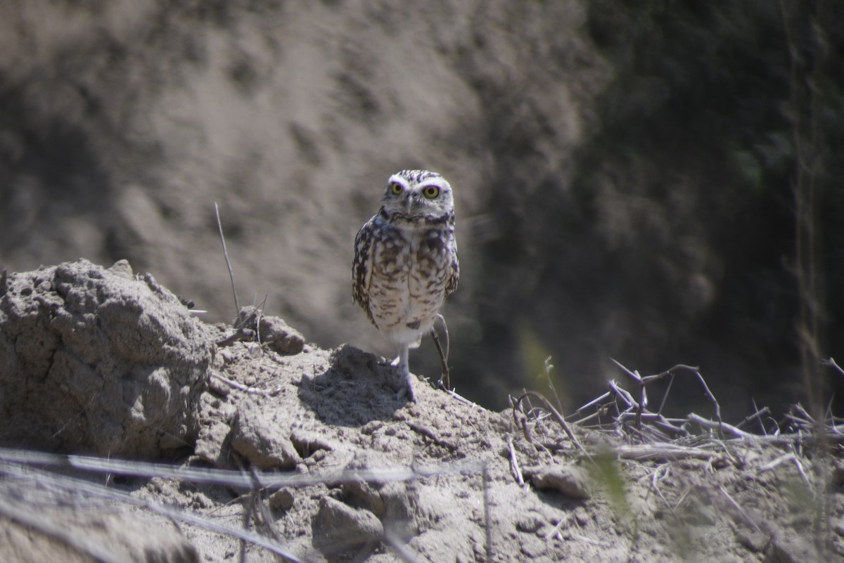 Burrowing Owl - ML620152189