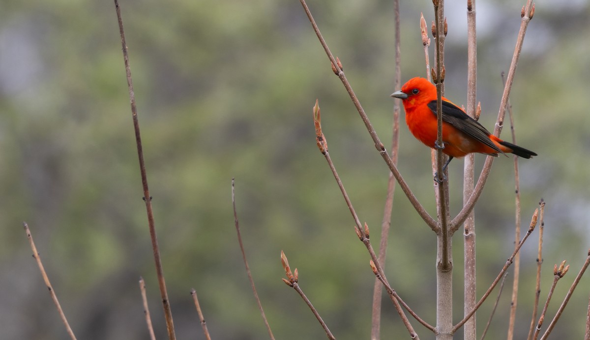 Scarlet Tanager - ML620152192