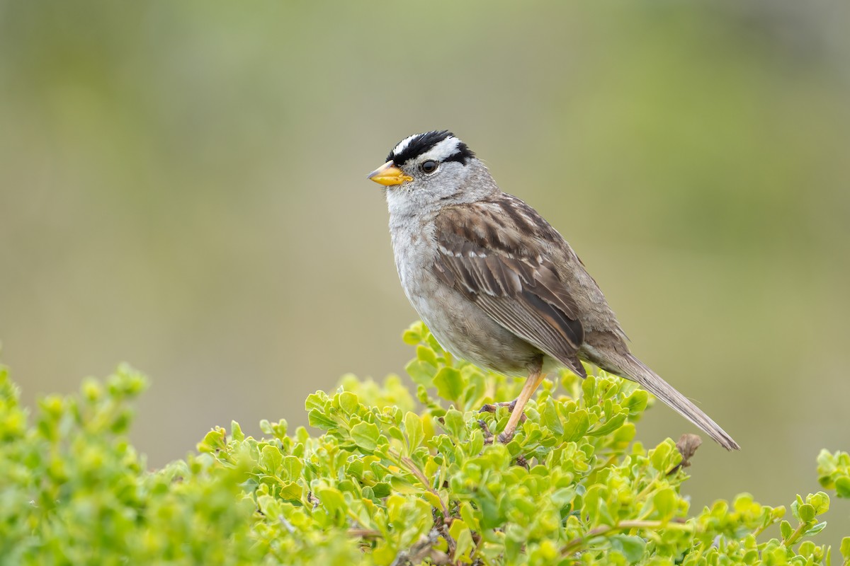 White-crowned Sparrow - ML620152195